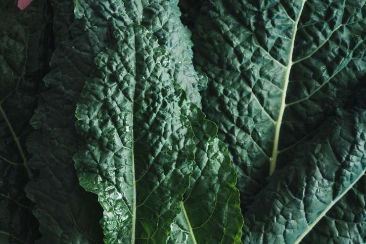 cavolo nero