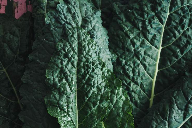 cavolo nero